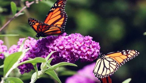 Casa delle Farfalle a Cervia