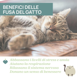 Chicco Gattino Dolci Fusa peluche interattivo neonato