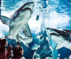 Acquario di Cattolica