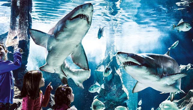 Acquario di Cattolica – Il più grande dell’Adriatico